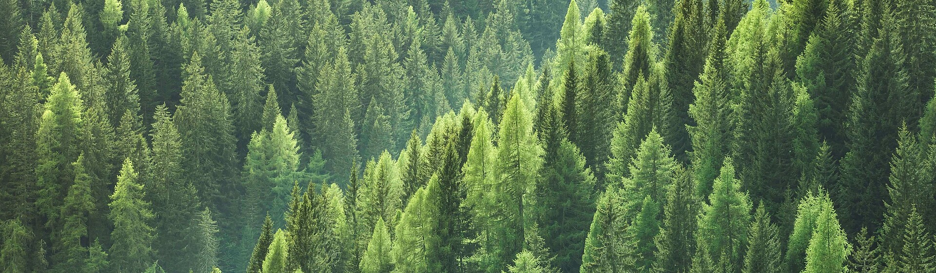 Conifers in the forest