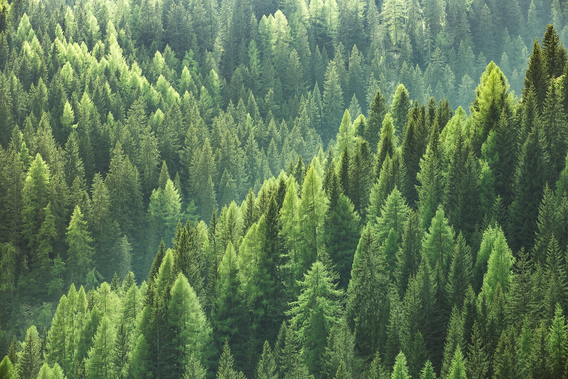 Fir forest Tannenwald