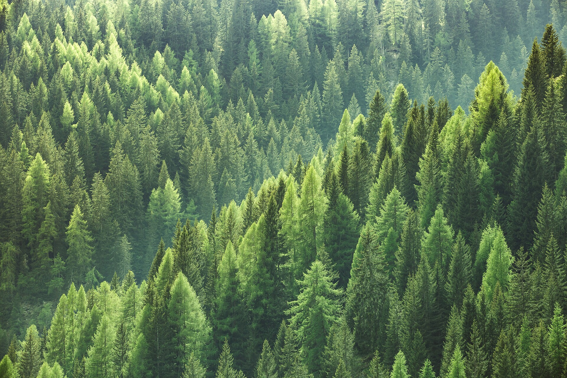 Pine forest